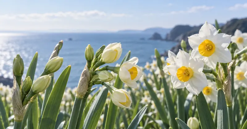爪木崎の水仙の開花時期と見頃カレンダー