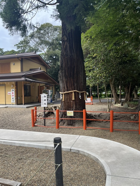 息栖神社の御神木