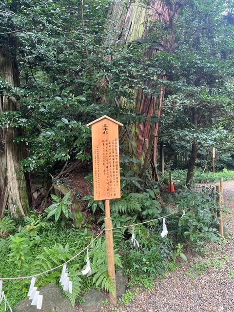 香取神宮の三本杉